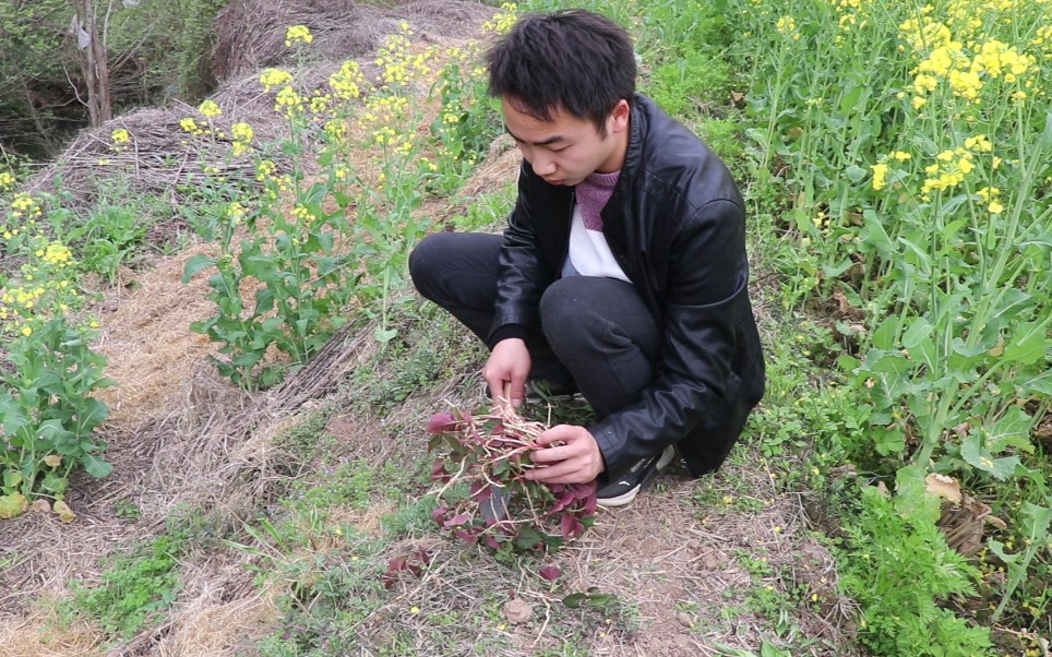 田间野采折耳根,春季挖折耳根,田地里到处都是.