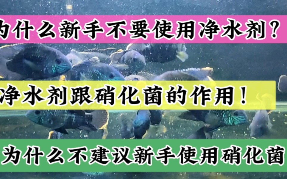 为什么不建议新手使用硝化菌跟净水剂?硝化菌跟净水剂有什么作用哔哩哔哩bilibili