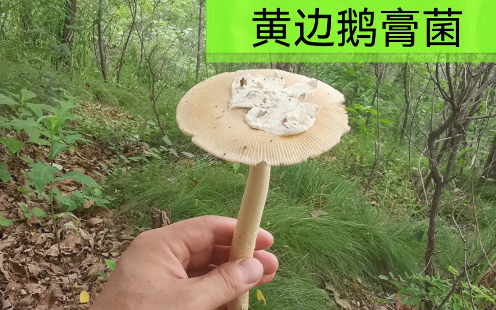 黄边鹅膏菌,可食,边缘有条纹.哔哩哔哩bilibili