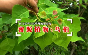 Download Video: 乌桕，夏季中蜂主要的蜜源植物之一，认识下