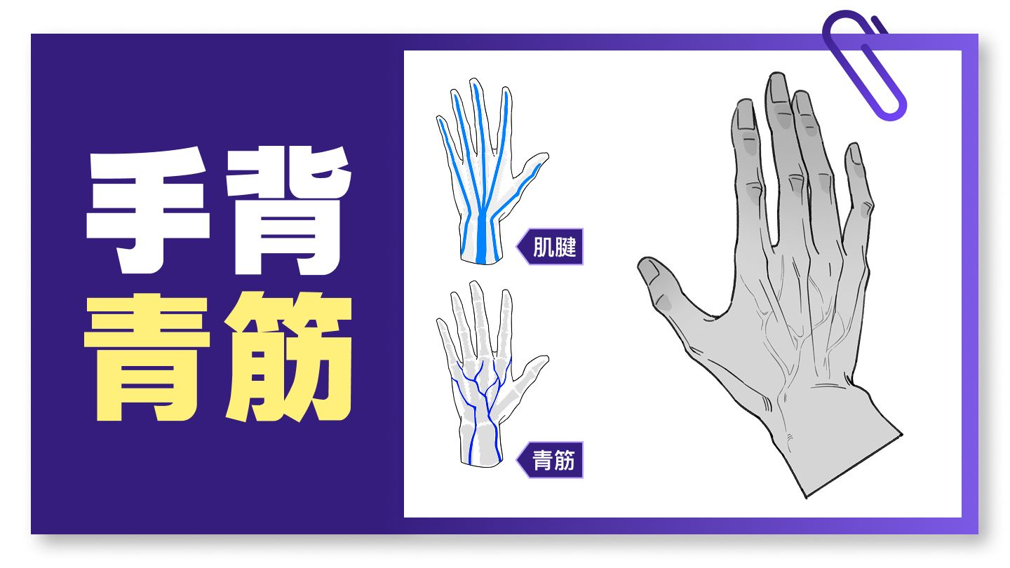干货｜成男手背青筋暴起，怎么画？