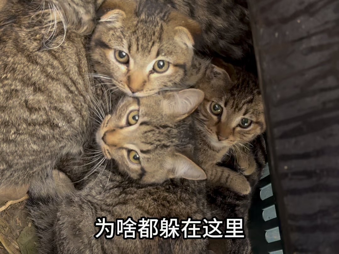 战斗里最强的梨花家族 被猫群排挤 原因不明-五月妈院儿里的小流浪-五月妈院儿里的小流浪-哔哩哔哩视频