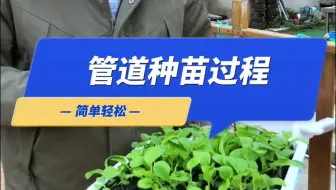 这样种苗，不用弯腰，不用翻土，不用浇水，小学生都会，#我的小菜园 #种植的乐趣 #关注我一起学种菜