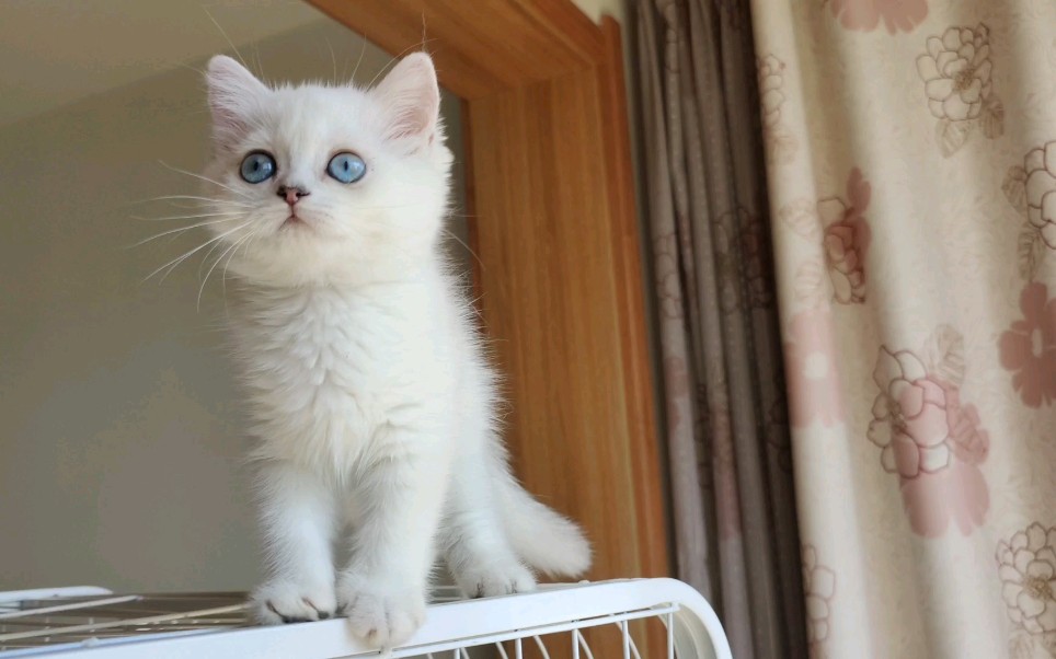 英短银点幼崽两个月记录