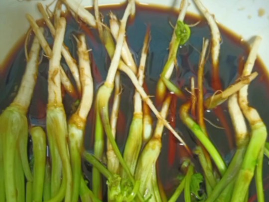 中午做的韭菜鸡蛋粉条包子,用醋腌了一点香菜根,吃香菜根对身体好