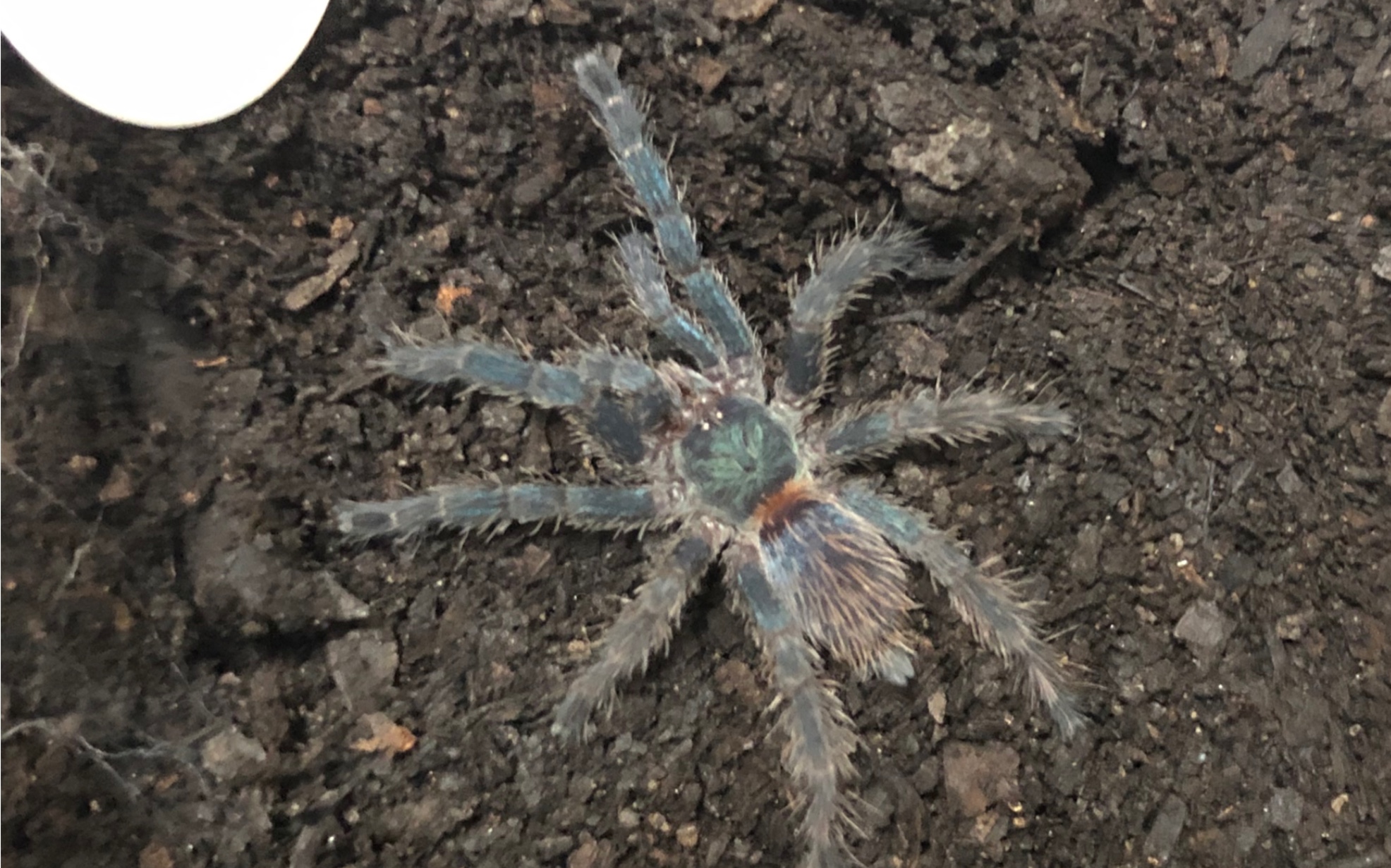 极美艳捕鸟蛛蓝丝绒喂食日常记录