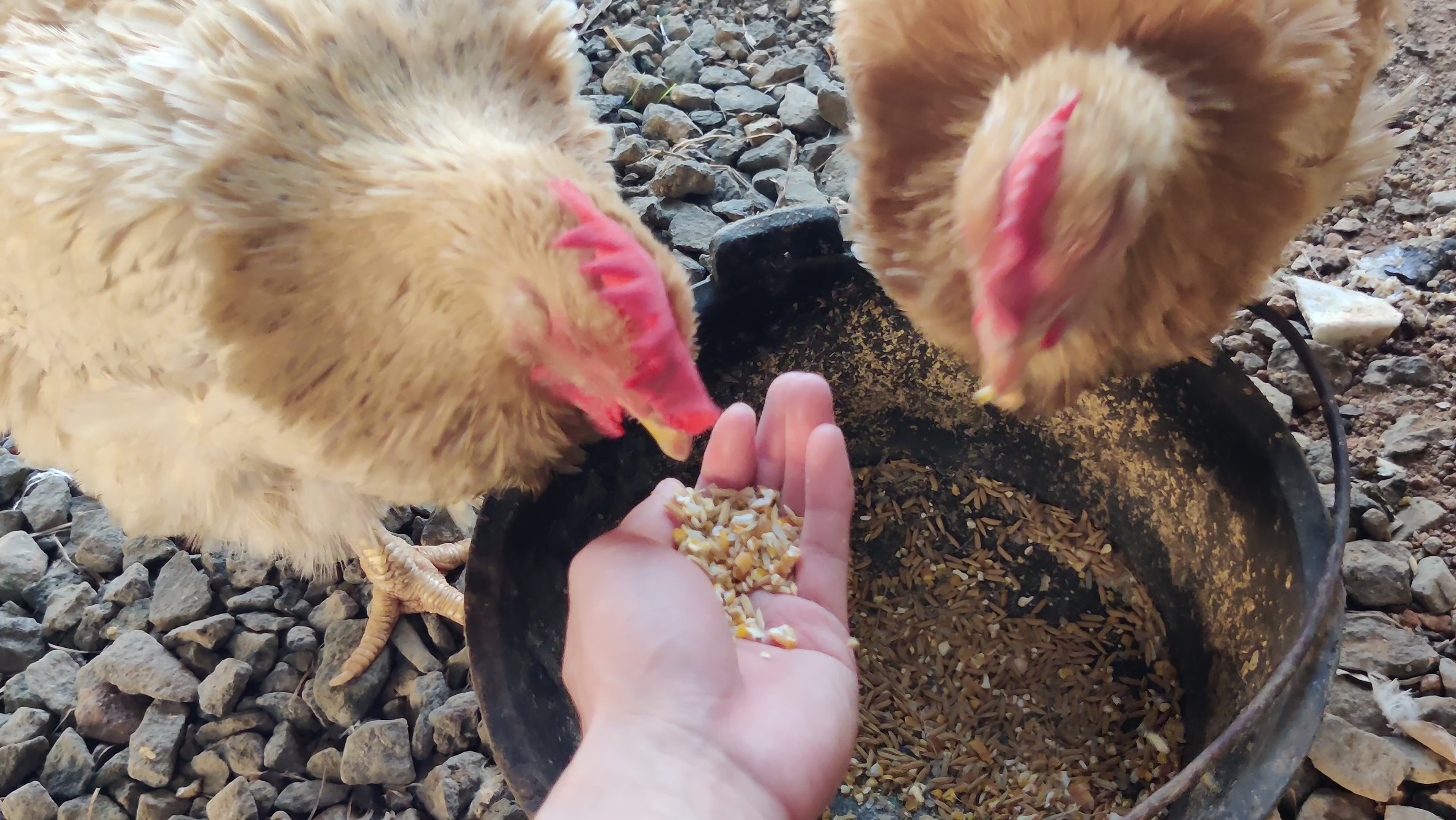 小鸡最喜欢吃谷子啦(3岁的母鸡哦)