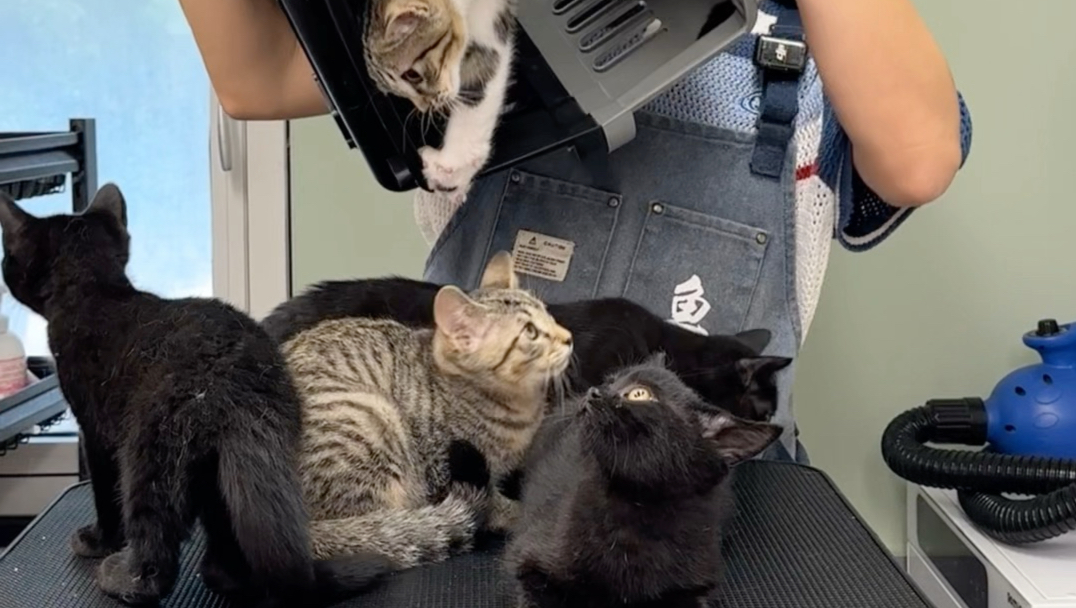 猫之多，一箱装不下