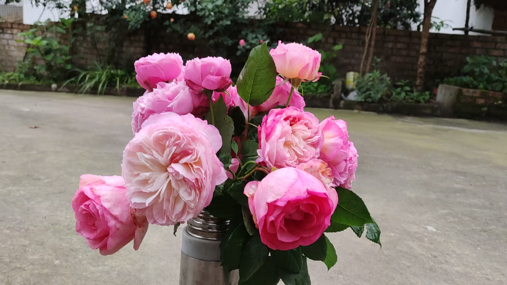 康斯坦茨 不知名 粉龙月季