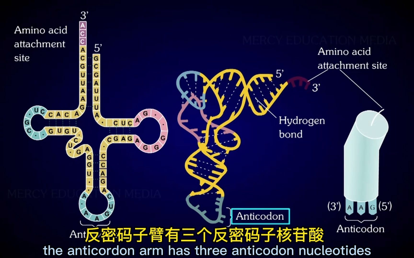 tRNA结构和功能哔哩哔哩bilibili