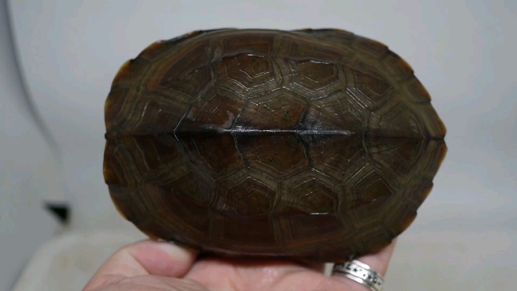 草龟锈墨彩出极头纹骚气的异形小母草