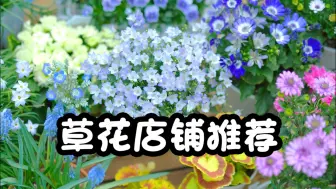 Download Video: 一些对版的草花店铺推荐[无广]🌸安利一下我常常光顾的小店🌸