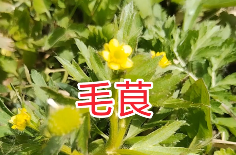 毛茛 又叫毛建草 水茛 毛堇 天灸 自灸 猴蒜.它茎上有毛.李时珍说,茛是草乌头的苗,这种草形状及毒与之都很相似,因此得名.常生长在低洼潮湿的地方 ...