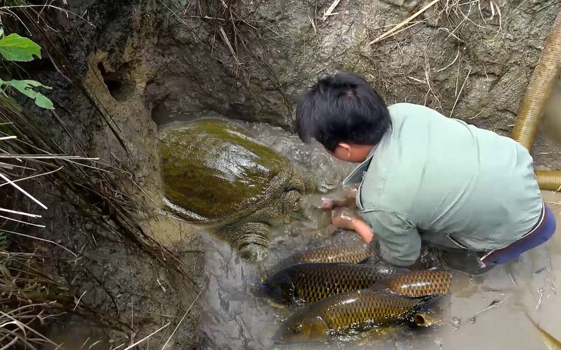 [图]老渔民让铁蛋去荒地抓鱼，抽干水坑，抓到了很多鱼还有甲鱼