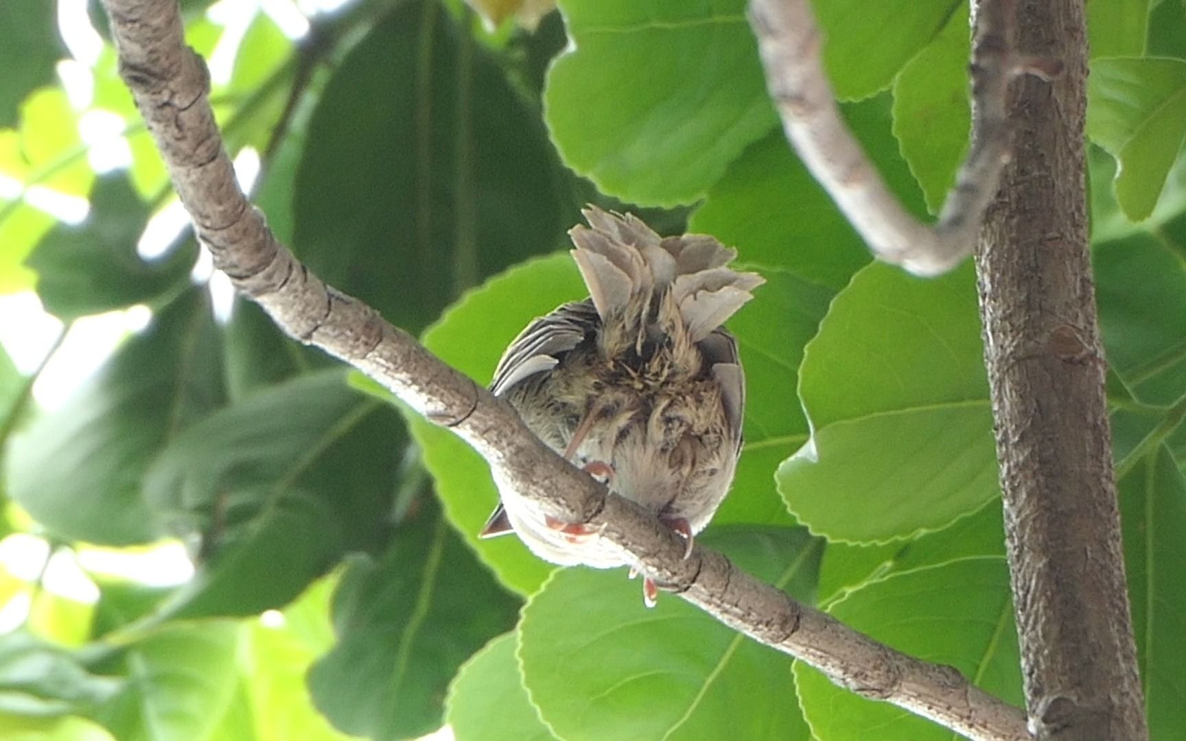 樹上的麻雀幼鳥