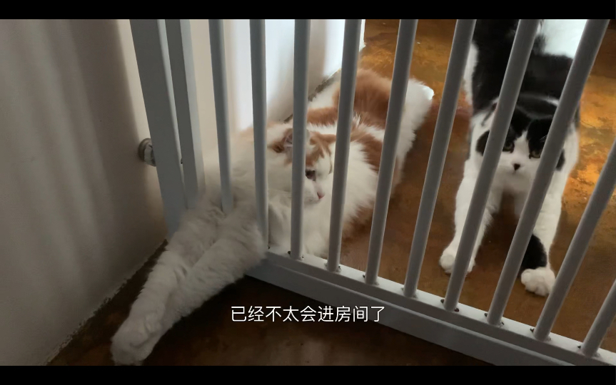 等饭小猫咪,赖皮小咪哔哩哔哩bilibili