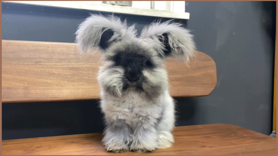 彩色安哥拉成兔_哔哩哔哩_bilibili