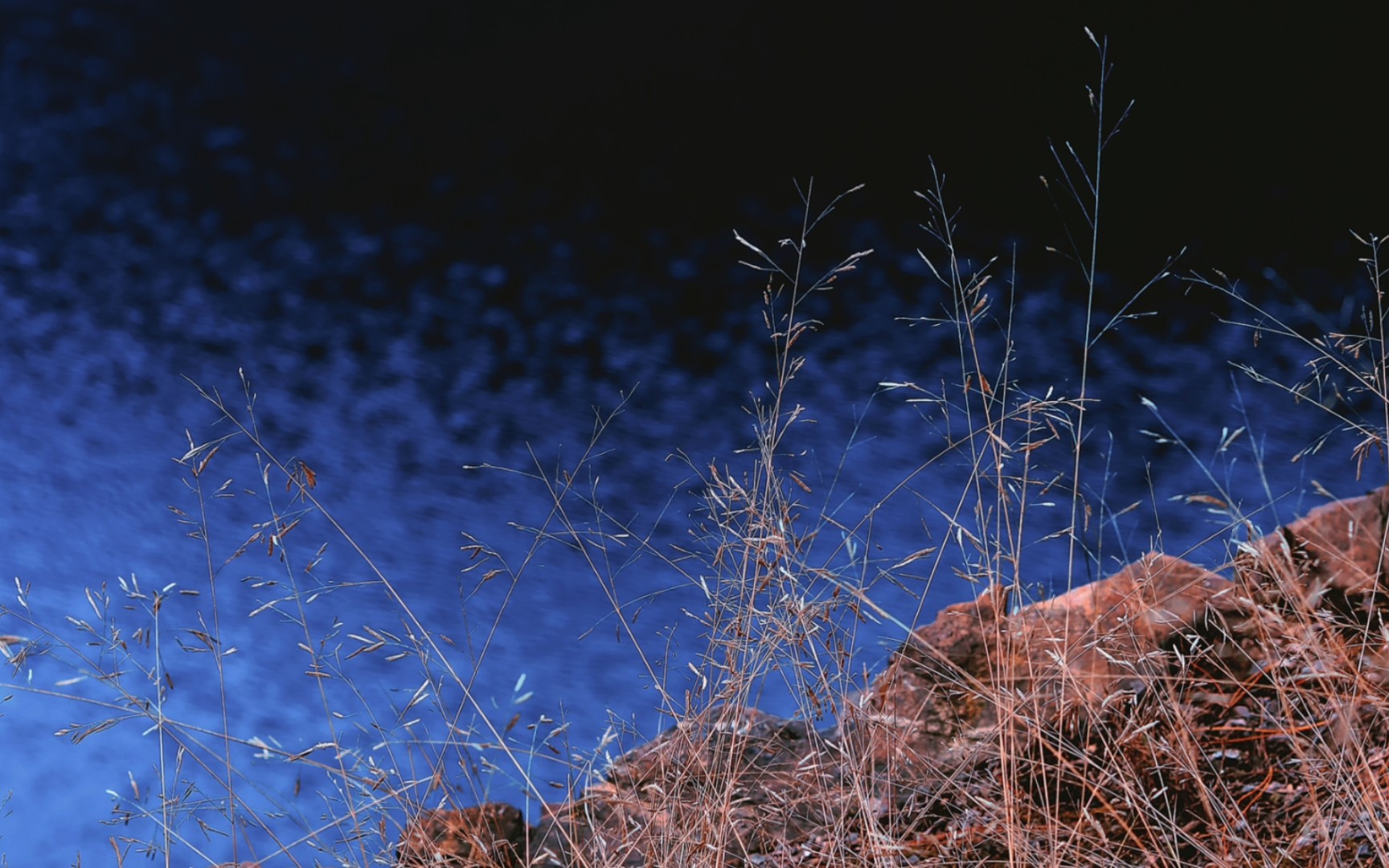 原创摄影 | 水边的植物