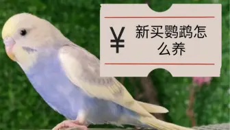 新买的虎皮怎么样，做对几步，鹦鹉亲人又粘人