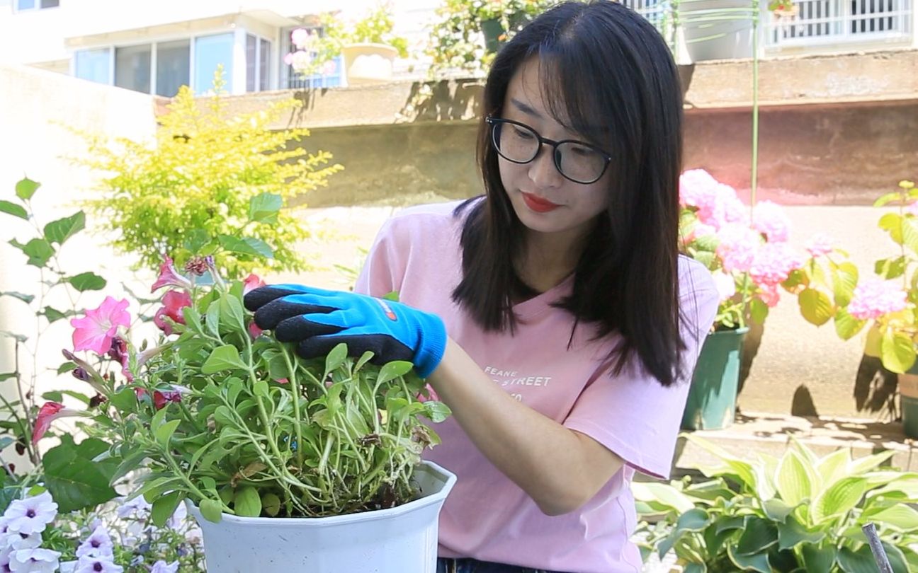 矮牵牛株型散乱,狠心剪几刀,俩月又能开成一个大花球哔哩哔哩bilibili