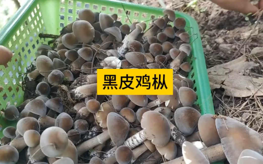 科普知识:黑皮鸡枞菌其中含有一定的蛋白质,维生素,膳食纤维以及钾