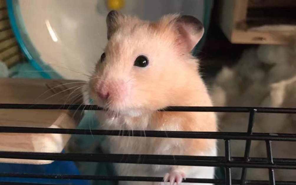 吱星人吃播大赏# 仓鼠弟弟,超级可爱_哔哩哔哩_bilibili