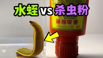 把一只大水蛭和杀虫粉关一起！会发生什么事？