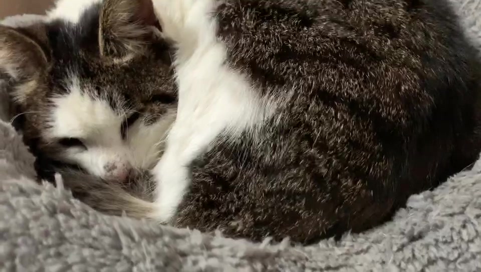 小区小猫咪之大胆八字脸:每天坐电梯上楼睡觉_哔哩哔哩 (゜-゜)つロ