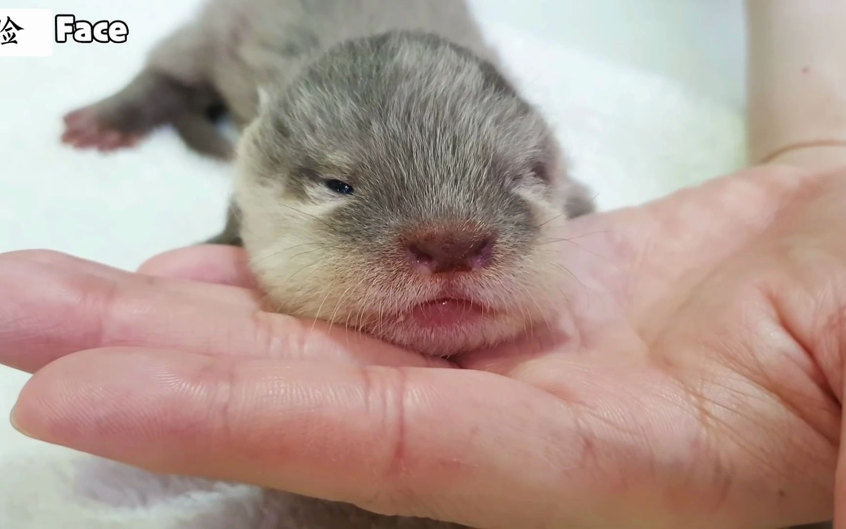 近距离观察水獭宝宝,真的是可爱极了