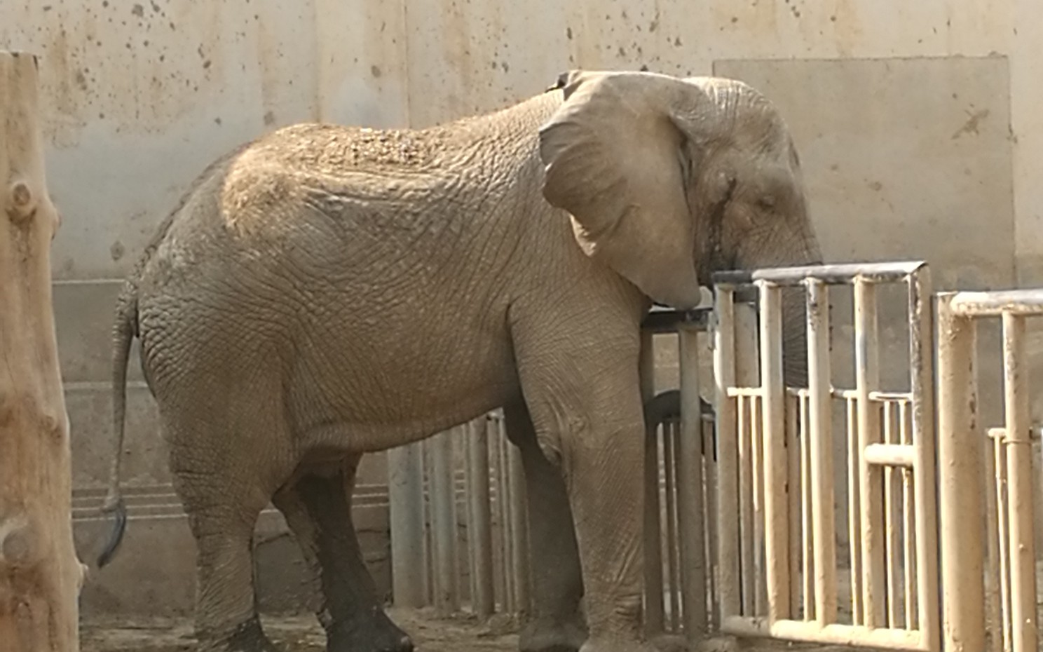 大象—北京动物园