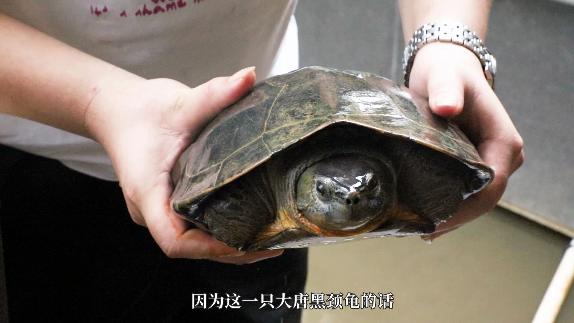 广西大头黑颈龟特征图片