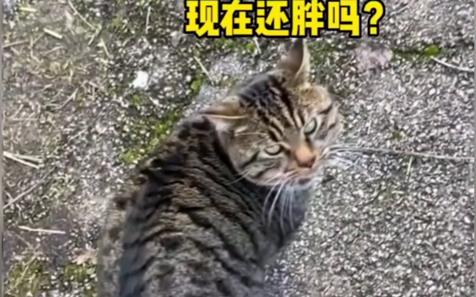 [图]这年头，怎么还有人CPU小猫小狗呀！