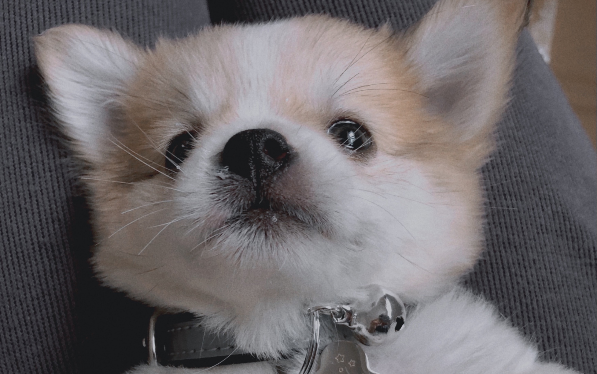 两个月的小恶犬竟然这样子凶主人?瞬间就不可爱了!_哔哩哔哩_bilibili