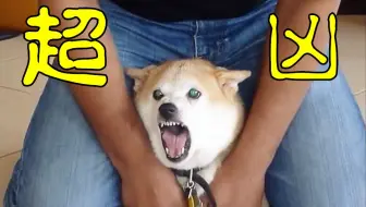 汪星人 暴打不听话的柴犬 日本驯犬师中村信哉镜头前引发众怒 知道原因后所有人都沉默了 哔哩哔哩 Bilibili