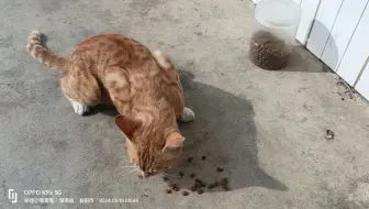 ang黄橘猫mou，xiou小儿子女=屘囝(满姐)。