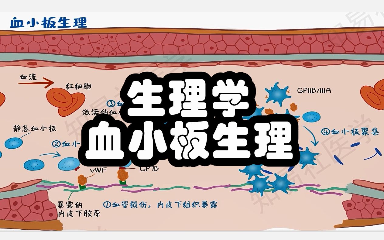 医学带背 5分钟掌握生理学难点 血小板生理 血栓的罪魁祸首哔哩哔哩bilibili