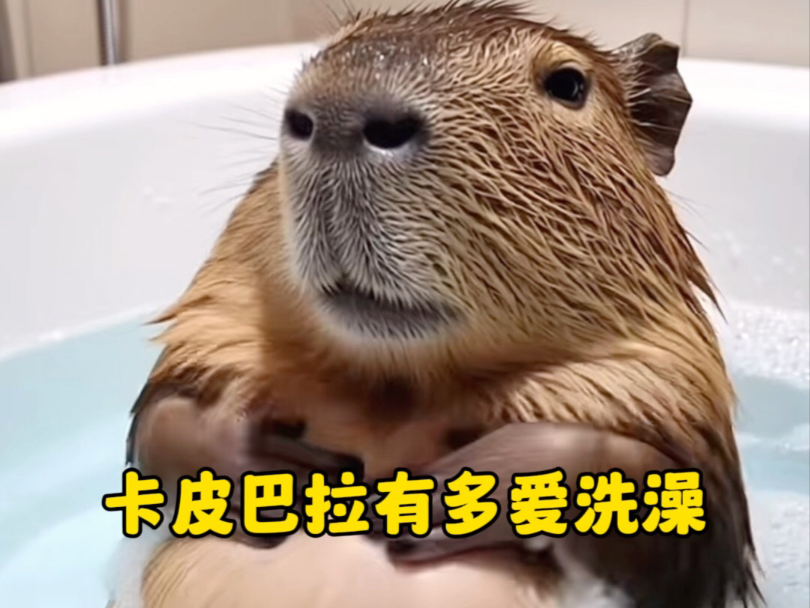 卡皮巴拉有多爱洗澡