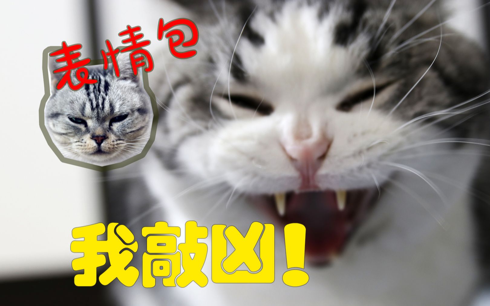 硬照鬼才我家猫,超多萌宠表情包! 【Vlog002】哔哩哔哩bilibili