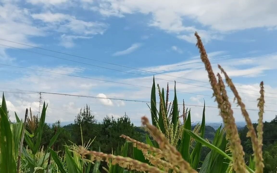 【乡村生活】雨后的乡村,天空很蓝风景很美.哔哩哔哩bilibili