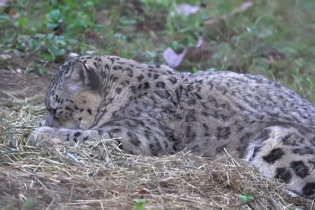 多摩动物园 慵懒的雪豹 pt.44