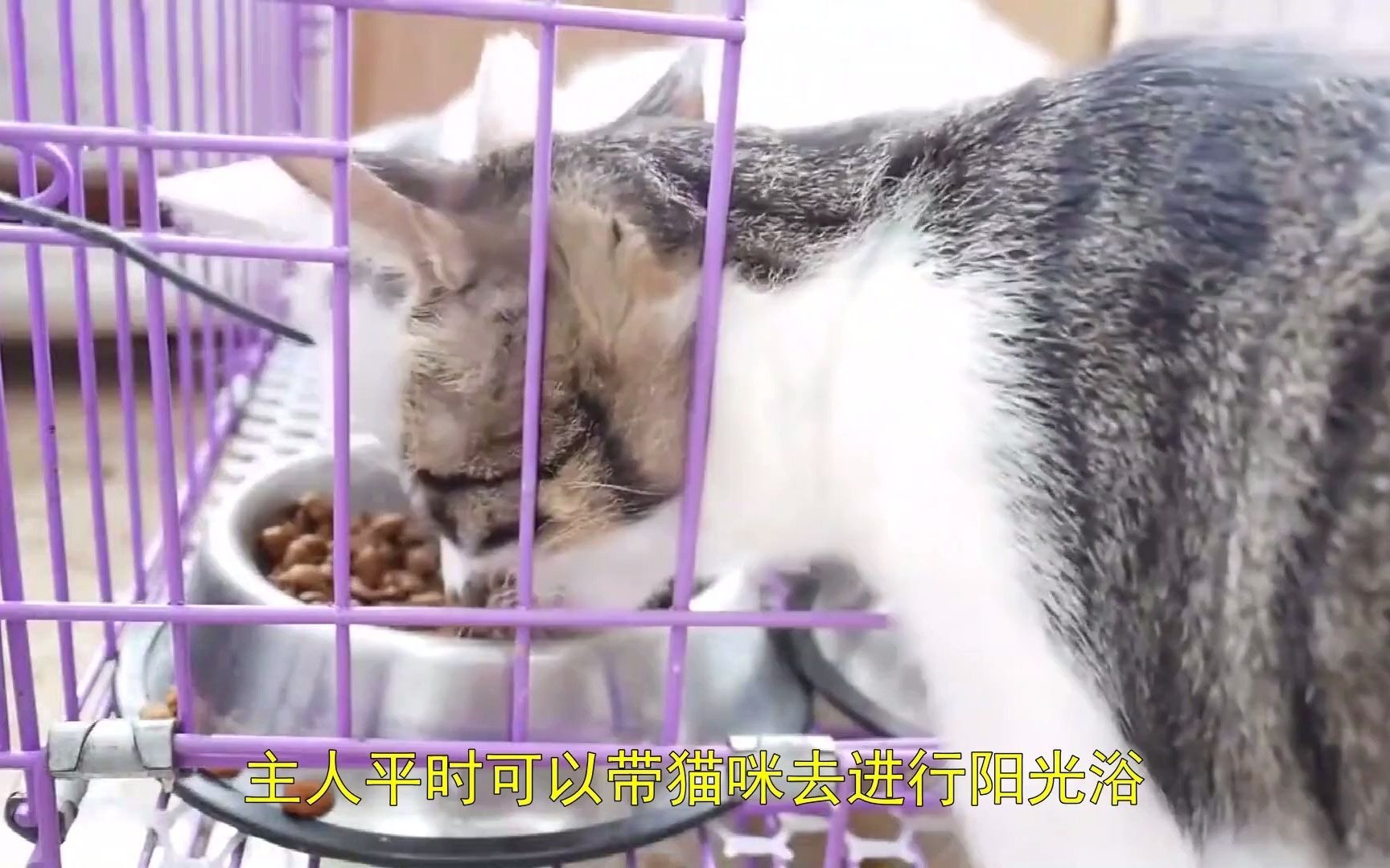 猫癣是什么样的,猫癣的原因哔哩哔哩bilibili