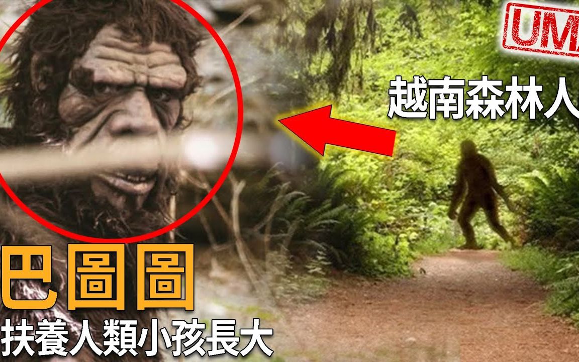 越南神秘生物森林人「巴图图Batutut」,越战期间令美军害怕之巨型猿人生物,东南亚大脚怪的存在,甚至扶养当年走失的小女孩,成为荒野森林生活18年的...