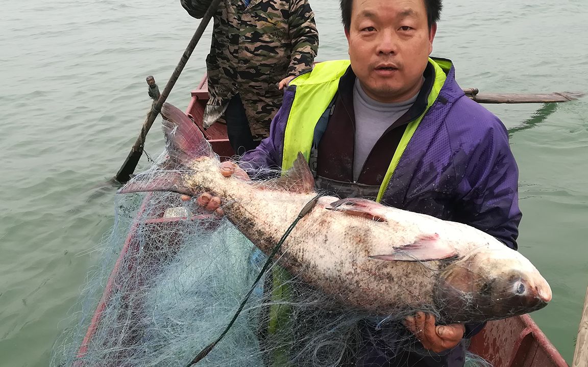 湖南沅江水产野生好鱼河里的鱼一条比一条大