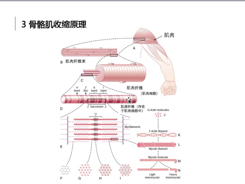 [图]第四周 运动生理学 肌肉活动