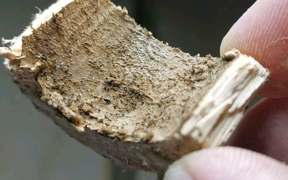 打算去村里小山坡掏一窝中华细颚猛蚁,结果刚到山脚,就看到一窝橘黄色