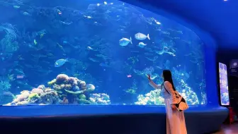 国内top2级活体珊瑚缸藏在这个海洋馆