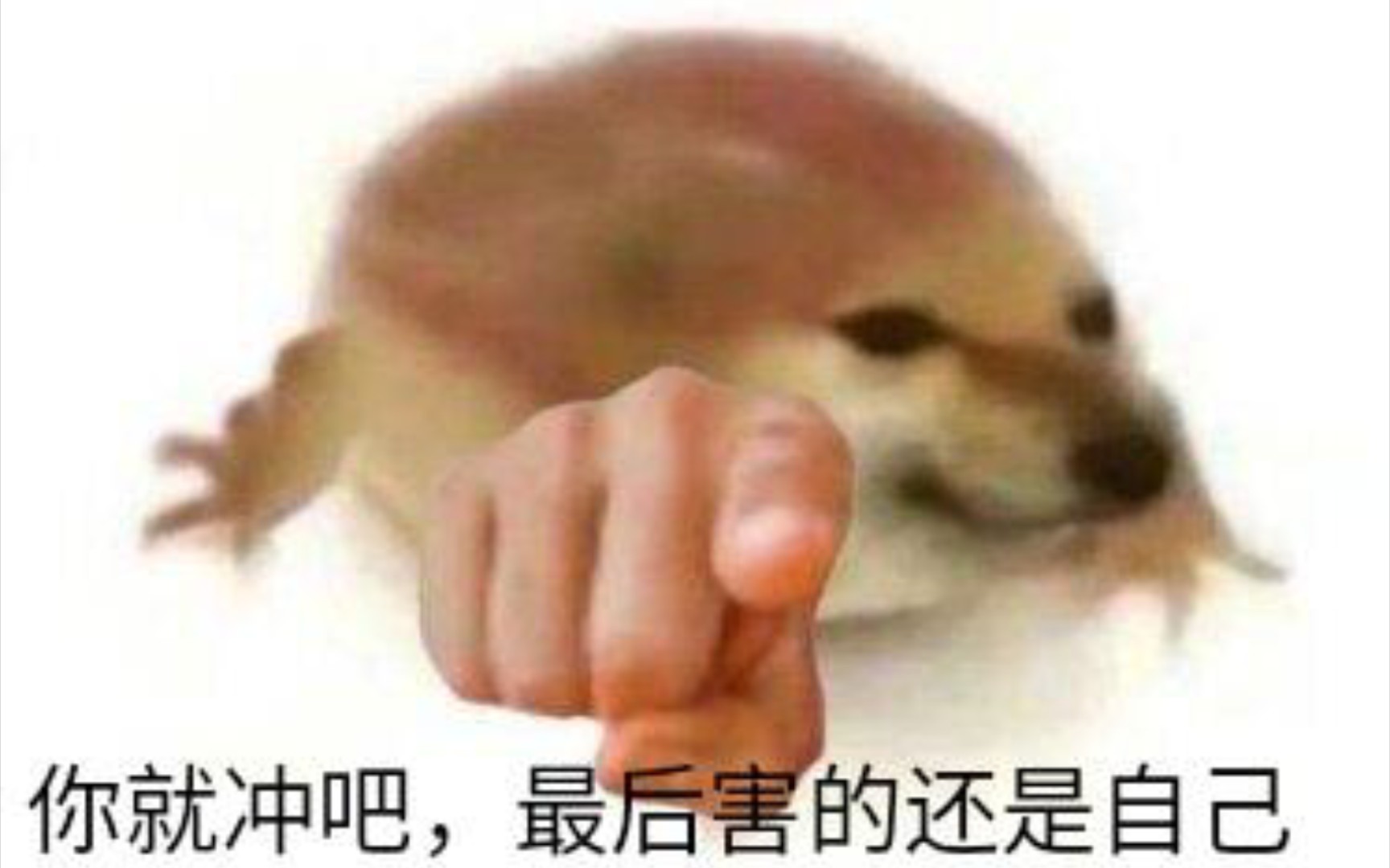 网络上的吊图,第四期_哔哩哔哩_bilibili