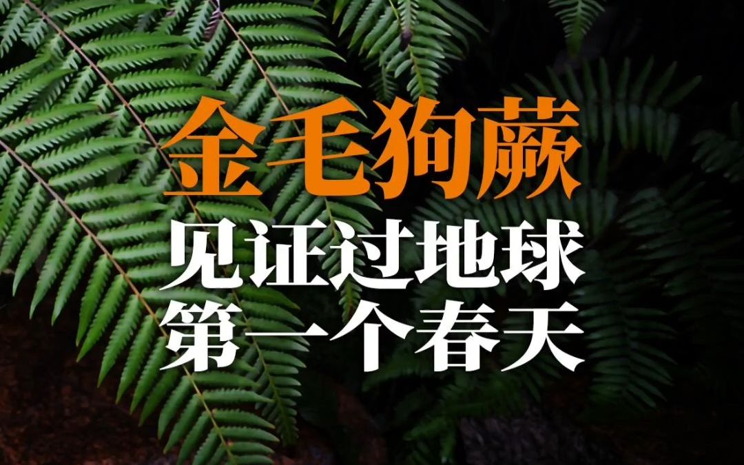 金毛狗蕨堂而皇之摆在饭店!民警随手一拍,4人被抓!哔哩哔哩bilibili