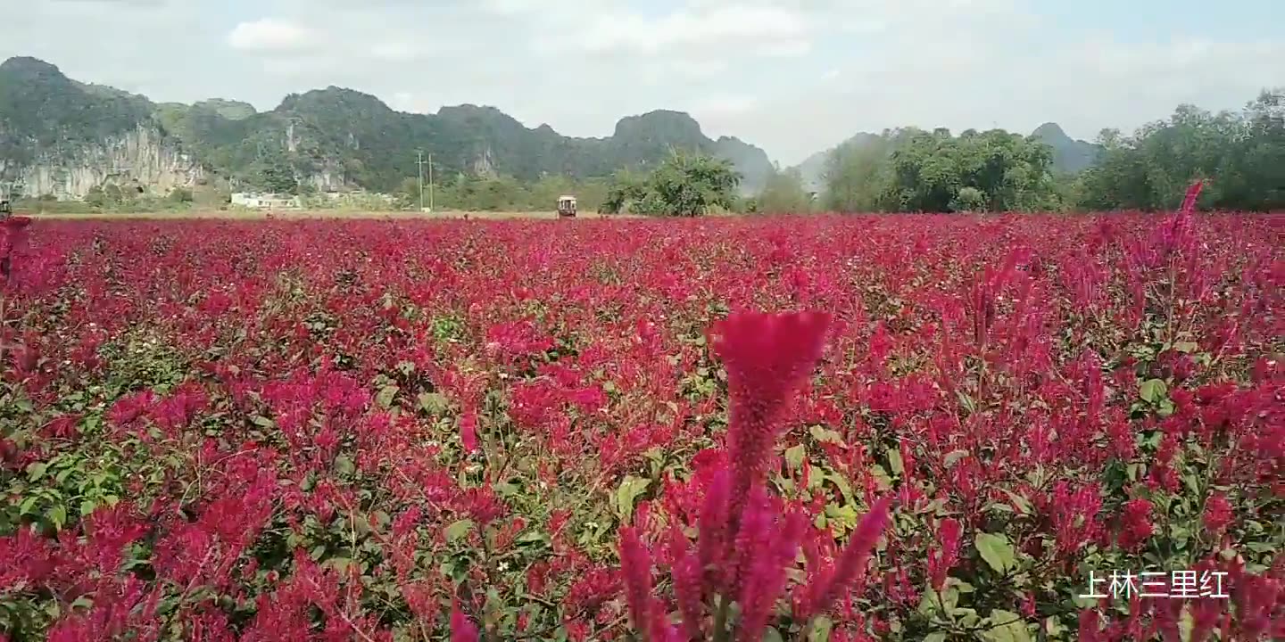 [图]广西上林 三里洋渡花儿红红火火一