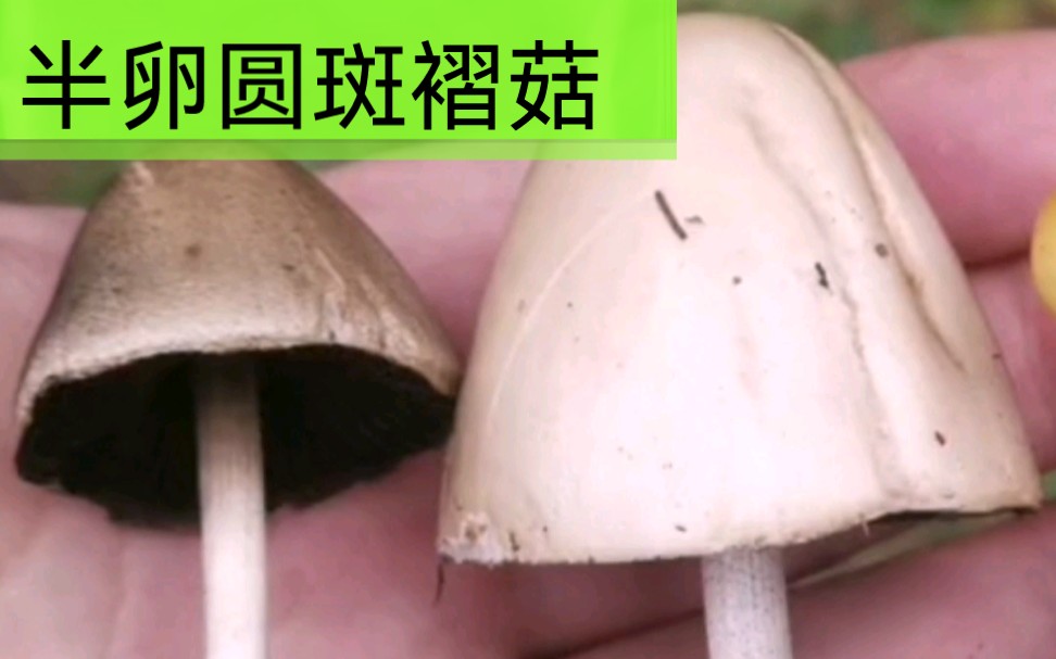 长在牛马粪上,它是个头最大的致幻蘑菇哔哩哔哩bilibili